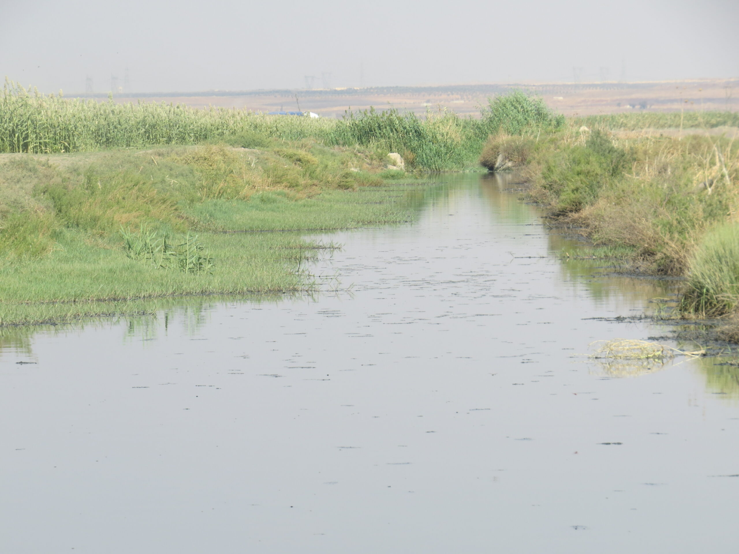 ري المزروعات بالمياه الملوثة في نهر قويق في حلب